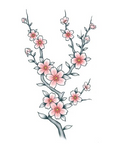 Cherry Blossom (Sakura) Tattoo