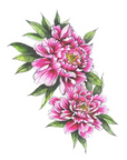 Peonies Color (Small) Tattoo